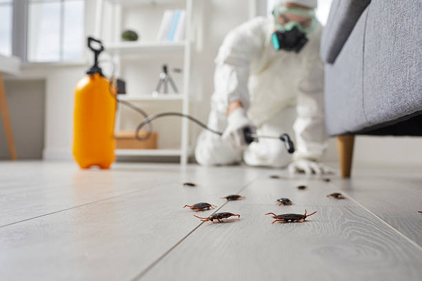 Trusted Ant Control service in Cuthbert, GA - Nex Pest Control